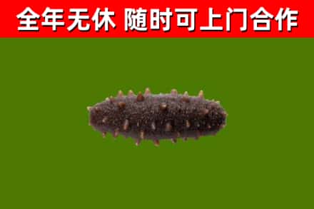 临海回收海参干